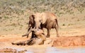 Addo Elephant National Park: elephant bathing Royalty Free Stock Photo