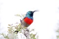 Addo Elephant National Park: Greater Double-collared sunbird