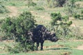 Addo elephant national park,eastern cape,South africa Royalty Free Stock Photo