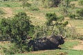 Addo elephant national park,eastern cape,South africa Royalty Free Stock Photo