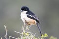 Addo Elephant National Park: Southern Boubou