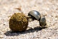 Addo Elephant National Park: dung beetle