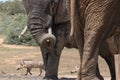 Addo Elephant National Park: waterhole scene Royalty Free Stock Photo