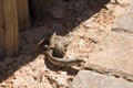 Addo Elephant National Park: lizards mating Royalty Free Stock Photo