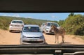 Addo Elephant National Park, South Africa: A Zebra on a dirt road and cars of safari park visitors