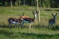 Addo Elephant park South Africa, Family of Impala in addo elephant park, Impala in the park