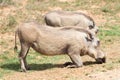 Addo Elephant Park` warthog Royalty Free Stock Photo