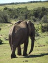 Addo Elephantpark, South-Africa