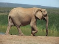 Addo Elephantpark, South-Africa