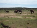 Addo Elephantpark, South-Africa