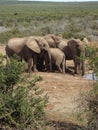 Addo Elephantpark, South-Africa