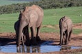 Addo Elephants Royalty Free Stock Photo