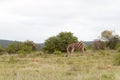Addo Elephant National Park: Burchell`s zebra Royalty Free Stock Photo