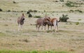 Addo Elephnt National Park: Burchell`s zebra Royalty Free Stock Photo