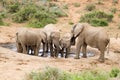 Addo Elephant National Park: elephant family