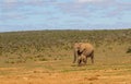 Addo Elephant National Park: Cow and calf approach Hapoor waterhole Royalty Free Stock Photo