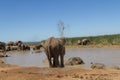 Addo Elephant National Park: elephants drinking and bathing Royalty Free Stock Photo