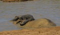 Addo Elephant National Park: elephant bathing Royalty Free Stock Photo