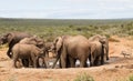 Addo Elephnt National Park: elephant family drinking