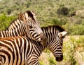 Addo Elephnt National Park: Burchell`s zebra Royalty Free Stock Photo