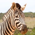 Addo Elephant National Park: Burchell`s zebra Royalty Free Stock Photo