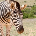 Addo Elephnt National Park: portrait of a Burchell`s or plains zebra Royalty Free Stock Photo