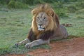 Addo Lion Tsama