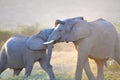 Addo National Elephant Park, South Africa - Elephants Royalty Free Stock Photo