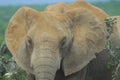 Addo National Elephant Park, South Africa - Elephants Royalty Free Stock Photo