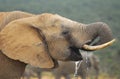 Addo National Elephant Park, South Africa - Elephants Royalty Free Stock Photo