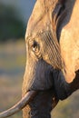 Addo National Elephant Park, South Africa - Elephants Royalty Free Stock Photo