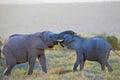 Addo National Elephant Park, South Africa - Elephants Royalty Free Stock Photo