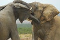 Addo National Elephant Park, South Africa - Elephants Royalty Free Stock Photo