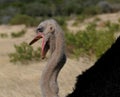 Addo Ostrich eating grass Royalty Free Stock Photo