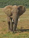 Addo Testy Bull ellie