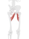 The Adductor Brevis