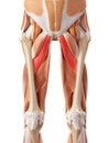 The adductor brevis