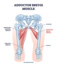 Adductor brevis muscle with hips and leg skeletal system outline diagram Royalty Free Stock Photo