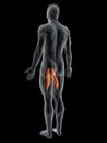 the adductor longus Royalty Free Stock Photo