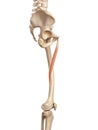 The adductor longus Royalty Free Stock Photo