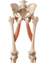 The adductor longus Royalty Free Stock Photo