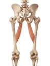The adductor longus Royalty Free Stock Photo