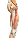 The adductor longus