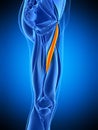 The adductor longus Royalty Free Stock Photo