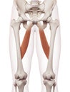 The adductor longus Royalty Free Stock Photo
