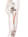 The adductor longus