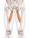 The adductor longus Royalty Free Stock Photo