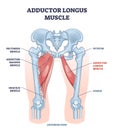 Adductor longus muscle location with hips and leg bones outline diagram Royalty Free Stock Photo