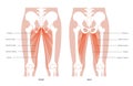 Muscular system legs Royalty Free Stock Photo