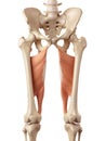 The adductor magnus Royalty Free Stock Photo